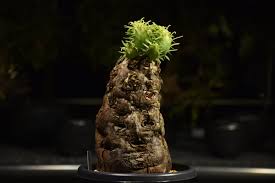 Image result for Euphorbia mlanjeana