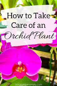 How To Take Care For An Orchid Orchid Plants Orchids Taking Care Of Orchids