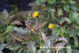 Image result for Gynura pseudochina
