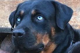My second litter was born by c section. Rottweiler With Blue Eyes How Does A Rottie Get Rare Blue Eyes Anything Rottweiler