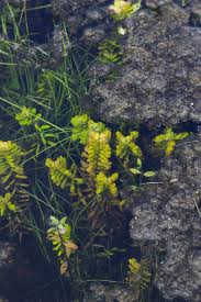Image result for Rotala tenella