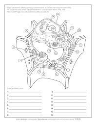 Images of cells showing the major structures and organelles. Aab Plant Cell Worksheet
