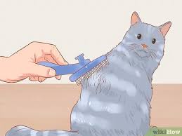 Hair no more advanced hair vanishing creme: How To Shave A Matted Cat Wikihow Pet