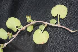 Image result for Lepistemon owariensis