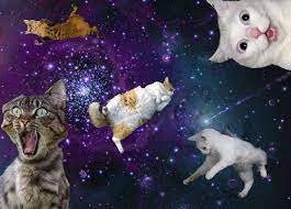 Wtf Cat Background Galaxy Cat Trippy Cat