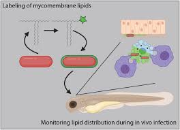 Spreading Of A Virulence Lipid Into Host Membranes Promotes Mycobacterial Pathogenesis Biorxiv Six friends hire a medium to hold a seance via zoom during lockdown — but they get far more than they bargained for as things quickly go wrong. spreading of a virulence lipid into