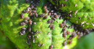 Image result for BLACKFLY ON TOMATO PLANTS