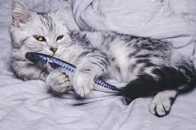 Electric cat toys realistic simulation flopping interactive moving wiggle fish. 6 Best Cat Kicker Fish Toys Great Pet Care