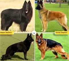 11 Dog Breeds Like The German Shepherd German Shepherd Puppies Shepherd Puppies German Shepherd Facts