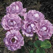 Can be used for beds and borders, container rose, garden or hedge. Rose Blue For You Hello Hello Plants Garden Supplies