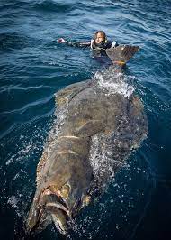 Find the perfect halibut fish stock photos and editorial news pictures from getty images. Angler Defies Odds Lands Enormous Halibut