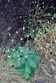 Image result for Crambe kilimandscharica