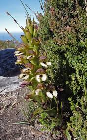 Image result for Disa cornuta