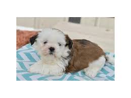 Cutie is up to date on her shots and dewormings. Visit Our Shih Tzu Puppies For Sale Near Madison Wisconsin