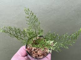 Image result for Asplenium theciferum