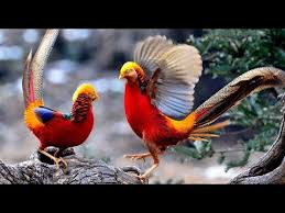 Image result for china wildlife