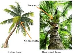 Fresh palm fruit havesting ing a natureal palm oil. Coconut Tree Vs Palm Tree Differences And Identification Gardenine