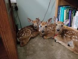 Select from premium young woman beauty back inside of the highest quality. Woman Leaves Back Door Open During Storm And Finds 3 Baby Deer In Her Living Room