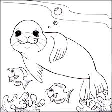 Free Monk Seal Wallpaper Wallpapers Download Animal Coloring Pages Turtle Coloring Pages Cute Coloring Pages