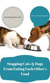 Cat Health When The Dog Eats The Cat Food Cat Care Cat Health Dog Cat