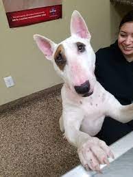 Pin On Please Help Save Some Shelter Animals