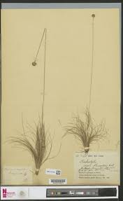 Image result for Bulbostylis filamentosa