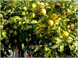 Question Jardin Faire Fleurir Cirtonnier