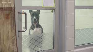 Maybe you would like to learn more about one of these? Adopt A Pet For Free From Animal House Adoption Center Lmas Whas11 Com