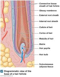 The Base Of A Hair Follicle Hair Folicle Hair Follicle Matrix Hair