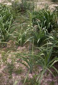 Image result for Ornithogalum pulchrum