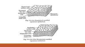 Check spelling or type a new query. Types Of Epithelial Tissue Simple Compound And Specialized Online Biology Notes
