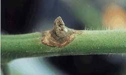 Image result for tomato seedling botrytis