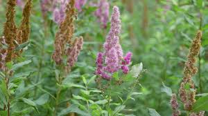 Image result for Spiraea douglasii