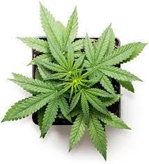 Visit the website to obtain your medical marijuana card online. Find Orlando Medical Marijuana Doctors Cards Clinics Near Nhsof Md