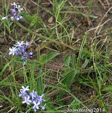 Image result for Conostomium natalense