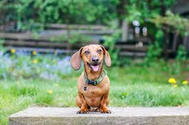 Consider adopting or fostering with us today! Canadian Dachshund Rescue