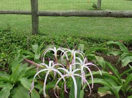 Image result for Crinum buphanoides