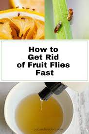 How To Get Rid Of Fruit Flies Fast In 2021 Fruit Flies Fruit Fruit Flies In House