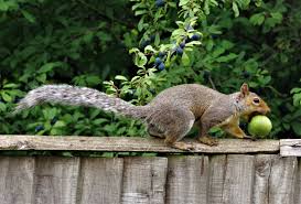 Check spelling or type a new query. Will Aluminum Foil Keep Hungry Squirrels From Tomatoes