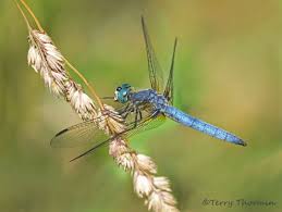 Black And Yellow Dragonfly Canada Photographing Dragonflies Revisited Terry Thormin Dragonfly Animal Pictures Most Beautiful Animals