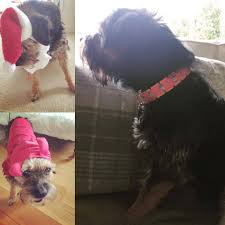 Peppa pig on the ipad helps. Peter And Jane Dogs Of The World It Is I Judgy Dog I Facebook