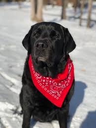 Dog Bandana Pictures Download Free Images On Unsplash Labrador Retriever Labrador Labrador Retriever Dog