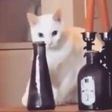 Cheeky Cat Tried To Knock Vase On To Floor But Quickly Pushes It Back Into Place As Owner Catches Him World News Mirror Online