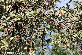 Image result for Tapinanthus oleifolius