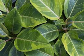 Image result for Ficus stuhlmannii