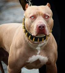 designer dog collars leather collar rhinestone dog collar muttropolis designer dog collars luxury luxury dog collars designer dog collars