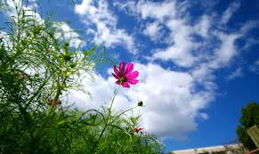 Kết quả hình ảnh cho nắng