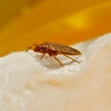 Clarksville tn exterminator, pest control & termite inspector. The Best 10 Pest Control Near Lyons Pest Control In Clarksville Tn Yelp