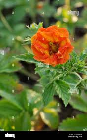 Rollison hi-res stock photography and images