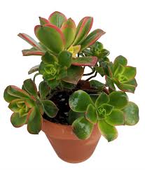Therefore, we can say that this succulent is probably from the canary islands. Kiwi Verde Succulent Tree Aeonium 4 Clay Pot Walmart Com Walmart Com